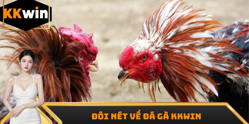 Đá gà KKWIN hiện đang hợp với 2 nhà phát hành